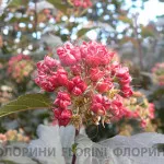 Cumpara Diablo physocarpus physocarpus opulifolius Diabolo - în pepinieră plante florinipitomnik