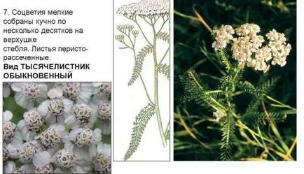 Лікування молочниці народними засобами (лікування) Лікування молочниці народними засобами