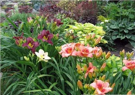 daylilies în plantarea de grădină și condiții care combină