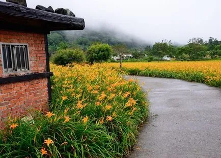 Daylilies kerttervezés (45 fotó) igénytelen jóképű