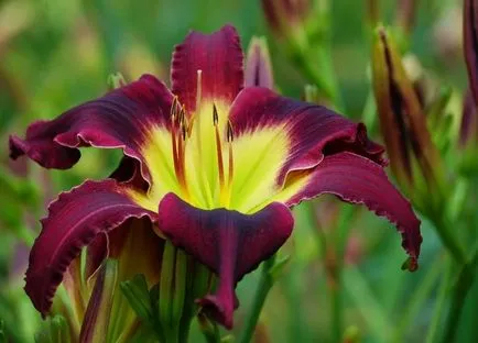 Daylilies kerttervezés (45 fotó) igénytelen jóképű