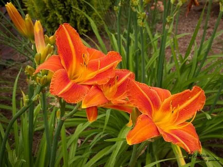 Daylilies într-o frumoasă idei de design peisaj pentru curtea ta