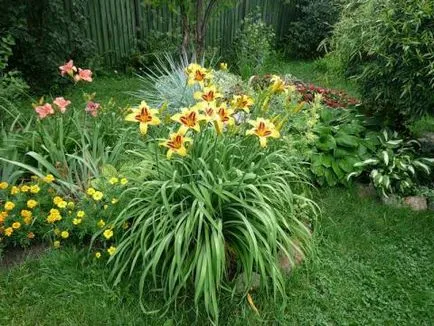 daylilies în plantarea de grădină și condiții care combină