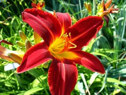 Daylilies în soiuri de idei de design peisaj de plantare fotografie de îngrijire