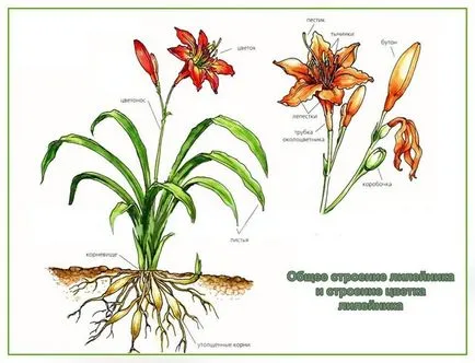 daylilies в градина засаждане и съчетават условия