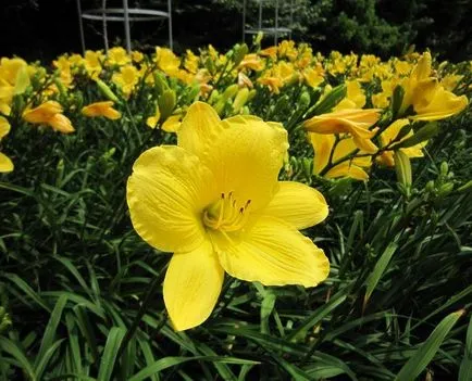 Daylilies kerttervezés (45 fotó) igénytelen jóképű