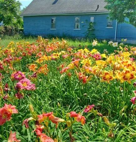 Daylilies kerttervezés (45 fotó) igénytelen jóképű