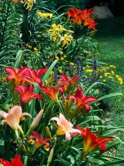 Daylilies kerttervezés (45 fotó) igénytelen jóképű