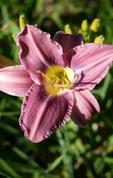 Daylilies kerttervezés (45 fotó) igénytelen jóképű