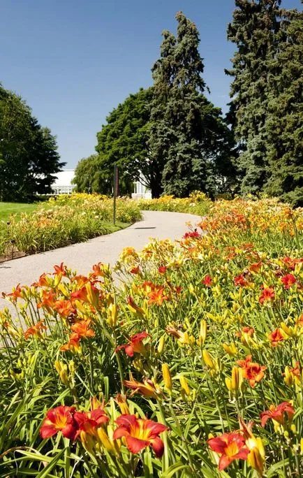 Daylilies kerttervezés (45 fotó) igénytelen jóképű