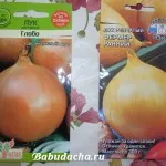 Onion Onion за хранене и поене, давайки