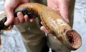 fogása lamprey