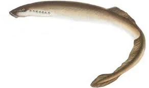 prinderea lamprey