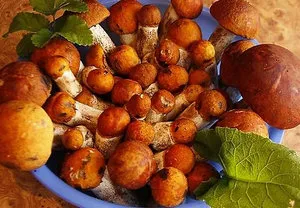 rețete Top simple și ciuperci delicioase, site-ul de ciuperci
