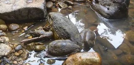 Frog-Goliath - óriás a békák