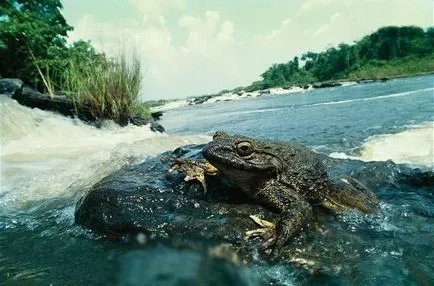 Frog-Голиат - гигант сред жаби