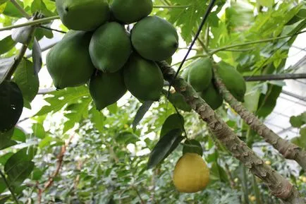 Limonar leírás, történelem, városnézés, pontos címe