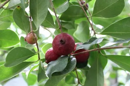 Descriere Limonar, istorie, vizitarea obiectivelor turistice, adresa exactă