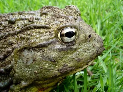 Жаба Голиат (Rana Goliaph)