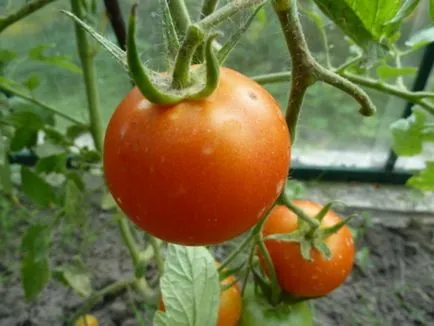 tomate nedeterminate Top
