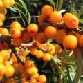 Mahonia - cultivare, propagare, de plantare și îngrijire