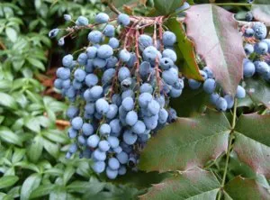 Oregon Grape ültetés, gondozás, tenyésztés
