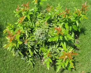 Oregon Grape ültetés, gondozás, tenyésztés