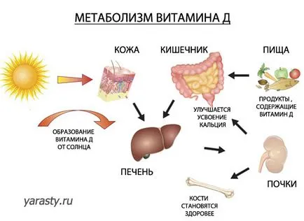 Maximalizálása szerezni a D-vitamin a nap