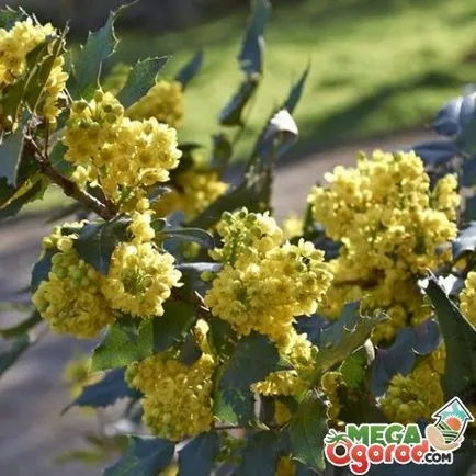 технология Oregon Grape отглеждане