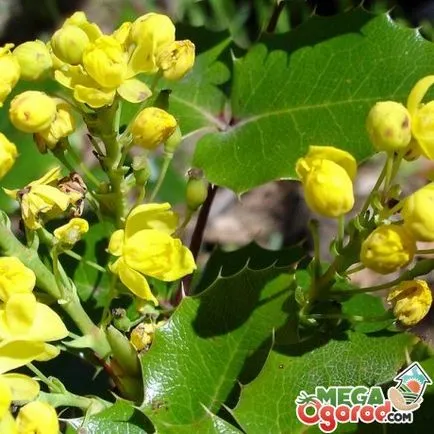 технология Oregon Grape отглеждане