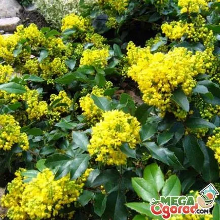 технология Oregon Grape отглеждане