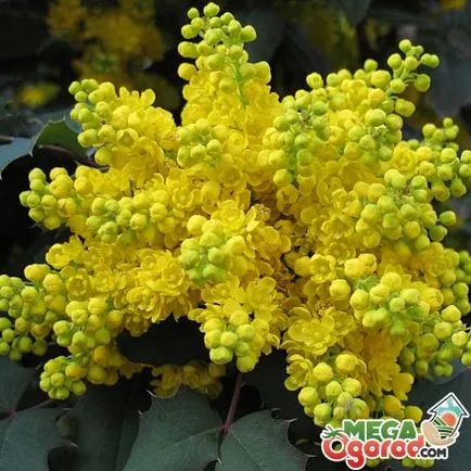 технология Oregon Grape отглеждане