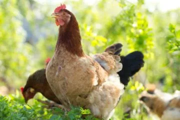 Методи за лечение на хидроцефалия в пиле
