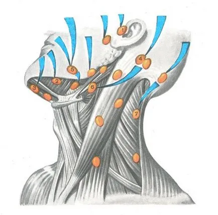 Metastazele in melanomul poate metastaza, modul de a trata, ce prognoza