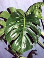 Monstera - monstera leírás és gondozás