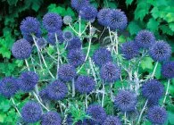 Echinops популярните сортове, отглеждане, грижи за разплод