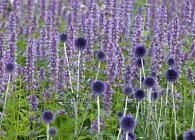 soiuri Echinops populare, cultivare, ingrijire, inmultire