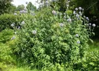 soiuri Echinops populare, cultivare, ingrijire, inmultire