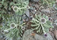 soiuri Echinops populare, cultivare, ingrijire, inmultire