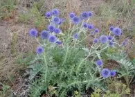 soiuri Echinops populare, cultivare, ingrijire, inmultire