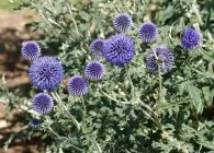 soiuri Echinops populare, cultivare, ingrijire, inmultire