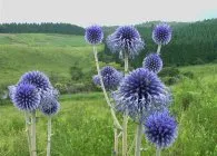 soiuri Echinops populare, cultivare, ingrijire, inmultire