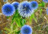 soiuri Echinops populare, cultivare, ingrijire, inmultire