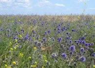 soiuri Echinops populare, cultivare, ingrijire, inmultire