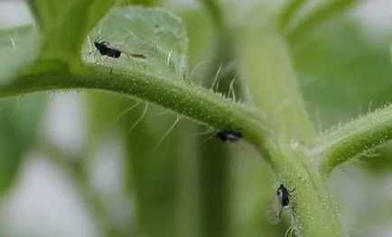 Midge paradicsom, mint a folyamat, az emberek harci eszköz