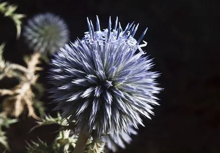 Echinops снимка и отглеждане на видовете и цвете грижи