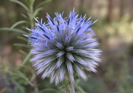 Echinops fotografie și cultivarea speciilor și de îngrijire de flori