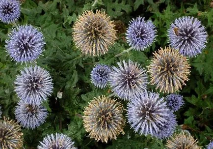 Echinops снимка и отглеждане на видовете и цвете грижи