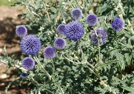 Echinops fotografie și cultivarea speciilor și de îngrijire de flori