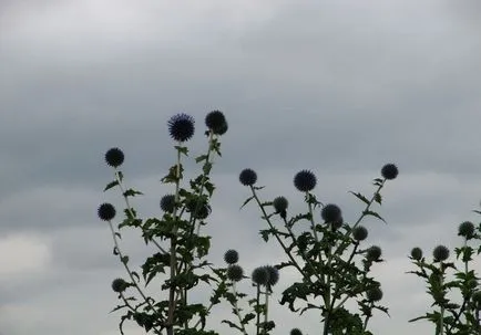 Echinops fotografie și cultivarea speciilor și de îngrijire de flori